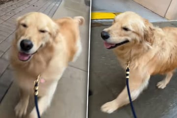 Golden Retriever wird von Regen überrascht: Was dann passiert, rettet so vielen den Tag