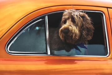 Hunde im Auto transportieren: Gesetzeslage und Tipps für mehr Sicherheit