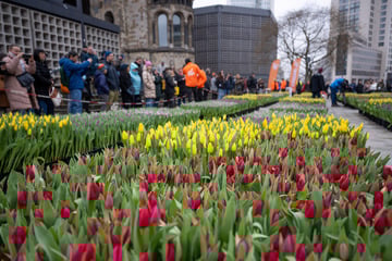 Berlin: Gratis-Blumen: In Berlin erblühen 50.000 Tulpen auf dem Breitscheidplatz