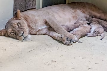 Zwölf Löwen-Babys in deutschem Zoo geboren: So geht es den Kleinen