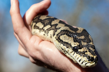 Zwei tote Schlangen im Stadtwald gefunden: Wurden die Tiere ausgesetzt?