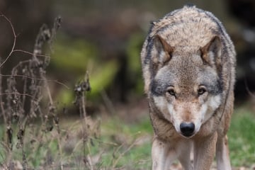 Wolf streift durch Innenstadt von Füssen