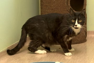 Nach zwölf Jahren zurück ins Heim: Kater Piko sucht ein neues Zuhause