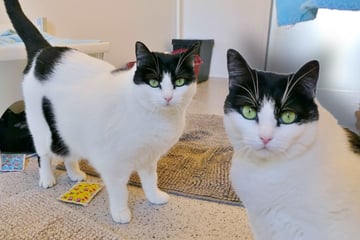 Beim Anblick dieser Katze ist Tierschützern klar: "Tiffany ist…"