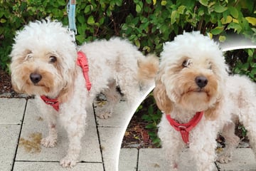 Kleiner Pudel sichergestellt: Wer schenkt Marco wieder Freude am Leben?