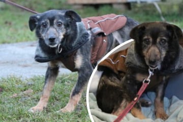 Ruhige Hände gesucht: Ängstlicher Rysik sehnt sich nach einem liebevollen Zuhause