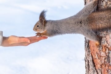 Krankheitsrisiko? Darf man Eichhörnchen im Winter füttern?