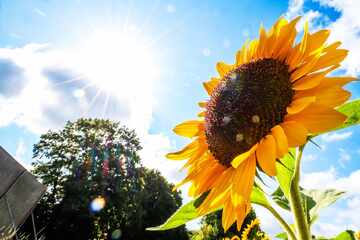Sonne satt und bis zu 30 Grad in Hessen: Der Wochenstart wird sommerlich