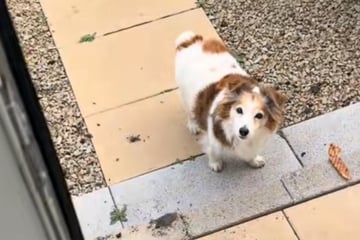 Senior dog stands politely at the door: What happens next delights so many