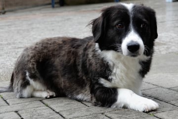 Erst verlor Betty ein Bein, dann ihr Frauchen: Bekommt sie eine zweite Chance?