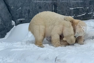 Zum Dahinschmelzen: Junge Eisbären erleben ihren ersten Schnee
