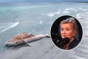 DNA-Analyse von Buckelwal "Timmy": Proben wohl von unterschiedlichen Tierarten!