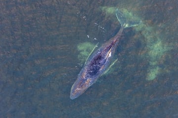 Buckelwal wieder nah an der Küste: Hunderte Schaulustige an Land - trotz Ruhe-Gebot