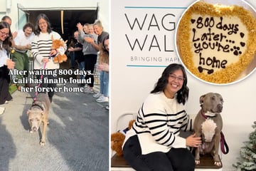Das Warten hat sich gelohnt: Hund findet nach 800 Tagen neues Zuhause