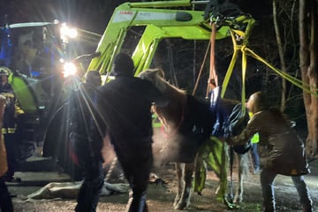 Tierisch glatt: Nur Frontlader kann gestürztes Pferd wieder aufrichten