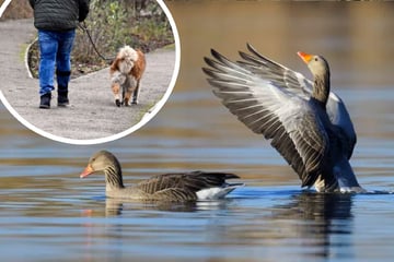 Vogelgrippe in Stuttgart bestätigt: Das müsst Ihr jetzt wissen