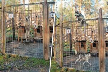 Dog goes full-on Spider-Man in shocking viral video: "Our little ninja"