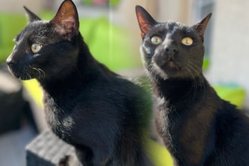 Dresden: Kater verschwindet bei heftigem Gewitter in Dresden: Mädchen (7) bietet 150 Euro Finderlohn