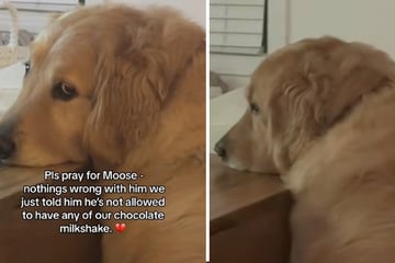 Dog Looks Heartbroken – But The Reason Behind It Has TikTokers Laughing!