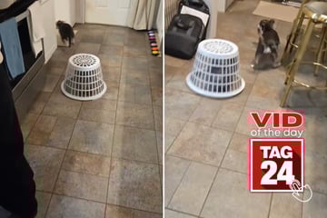 Viral Video of the Day for March 6, 2026: Pomeranian gets put in "hamper jail" for pestering senior dog