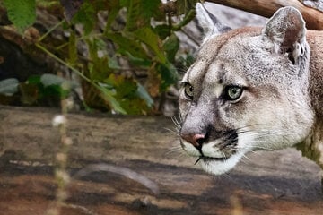 Möglicherweise frei laufender Puma nahe Münchner Flughafen