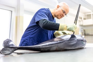 Beifang und Traumata: Schweinswale in Nord- und Ostsee sterben viel zu früh
