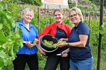 Ministerin zur Weinlese an Meißner Katzenstufen: Winzer fordern Hilfe
