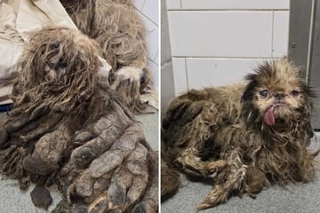 Woman found dead in hoarder house – along with over 100 highly neglected dogs