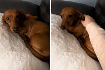Dog cries whenever owner stops petting her and TikTok is obsessed!