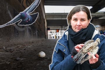 Dresden: Sie nisten unter der Brücke und sterben auf den Gleisen: Tauben-Ärger am Bahnhof Mitte