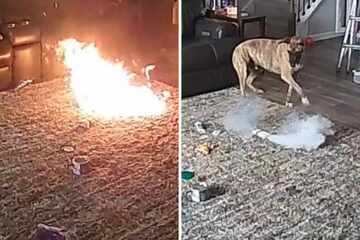 Terrified dog looks on as the carpet catches fire in shocking home security footage: "My heart sank"