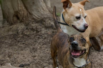 Frauchen starb an Krebs: Hunde-Freundinnen Perla und Cosima suchen neues gemeinsames Zuhause