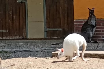 Kängurus im Tierpark geköpft: Staatsanwaltschaft hat grausigen Verdacht