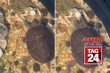 Viral Video of the Day for January 23, 2026: Turtle tries to wake up skeleton in hilarious clip!