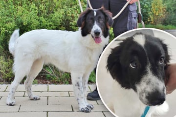 Kein Jahr alt und schon im Tierheim! Hund "Sophia" hofft auf Happy End