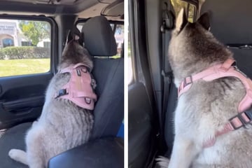Husky zeigt seiner Besitzerin die kalte Schulter: Beleidigter Hund erobert Herzen der Zuschauer