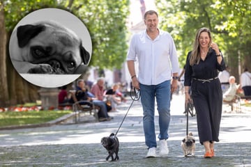 TV-Star Kindermann trauert um seinen Mops: "Cookie war eigentlich gesund"