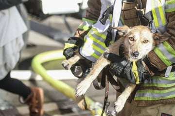 Flammen-Drama: Hund fällt fast vom Balkon, Feuerwehrmann riskiert sein Leben