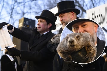 Jährlich grüßt das Murmeltier! Irrwitzige US-Tradition zur Wettervorhersage