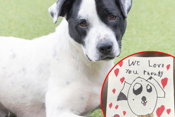 Kinder schreiben Abschiedsbrief für Hund, der ins Tierheim muss: Was darin steht, rührt zu Tränen!