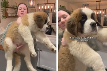 Giant St. Bernard puppy wows TikTok: "She's just a baby!"