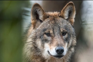 Wolf wird auf Landstraße von Audi erfasst und stirbt