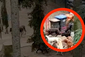 Grausames Video aufgetaucht: Verprügelt eine Hundezüchterin hier ihre Vierbeiner?