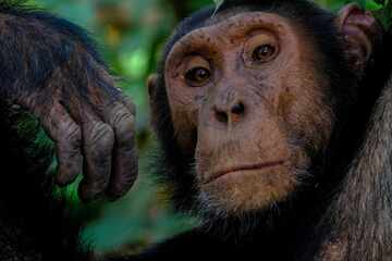 New study on chimp drumming reveals origins of human rhythm!
