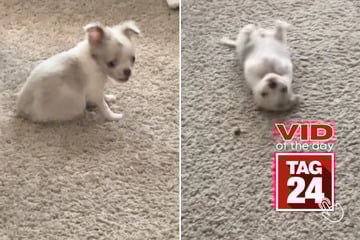 viral videos: Viral Video of the Day for August 6, 2025: Sassy Chihuahua dominates treat instead of eating it in funny TikTok!