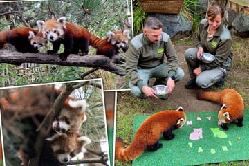 Magischer Zauber und Glück: Leipzigs Panda-Zwillinge haben ihre Namen bekommen