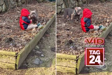 Viral Video of the Day for March 22, 2026: Shy shelter dog finally comes out of his shell around toddler bestie