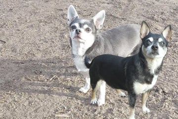 Wohnung verloren, Hoffnung bleibt: Chihuahua-Duo Oscar und Fanny hoffen auf ein gemeinsames Happy End
