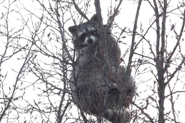 Rettung nach Tagen: Wildtier steckt in Baumkrone fest