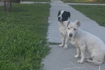 Welpen am Straßenrand ausgesetzt: Was die Hunde dann machen, bricht Herzen